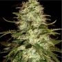 CR + Feminized Marijuana Strain by Blim Burn For Sale Online at Cannabis Seeds Outlet