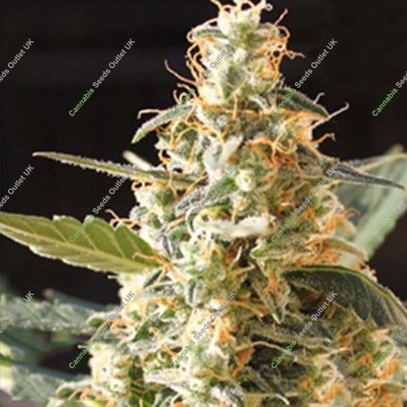 Cream Auto Feminized Marijuana Strain by Blim Burn For Sale Online at Cannabis Seeds Outlet