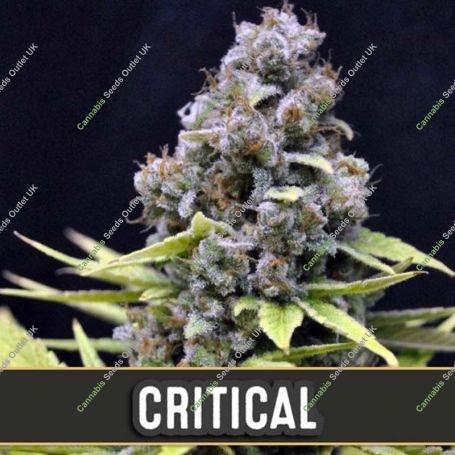 Critical Automatic Feminized Marijuana Strain by Blim Burn For Sale Online at Cannabis Seeds Outlet