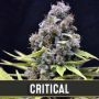 Critical Automatic Feminized Marijuana Strain by Blim Burn For Sale Online at Cannabis Seeds Outlet