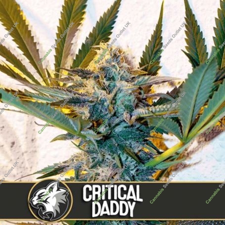Critical Daddy Purple Feminized Marijuana Strain by Blim Burn For Sale Online at Cannabis Seeds Outlet