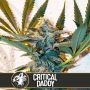 Critical Daddy Purple Feminized Marijuana Strain by Blim Burn For Sale Online at Cannabis Seeds Outlet