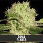 Dama Blanca Female Blim Burn Cannabis Seeds