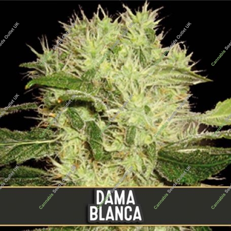 Dama Blanca Feminized Marijuana Strain by Blim Burn For Sale Online at Cannabis Seeds Outlet