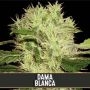 Dama Blanca Feminized Marijuana Strain by Blim Burn For Sale Online at Cannabis Seeds Outlet
