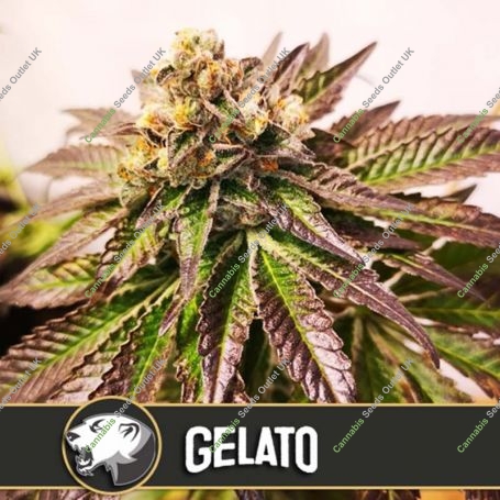 Gelato Feminized Marijuana Strain by Blim Burn For Sale Online at Cannabis Seeds Outlet