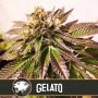 Gelato Feminized Marijuana Strain by Blim Burn For Sale Online at Cannabis Seeds Outlet