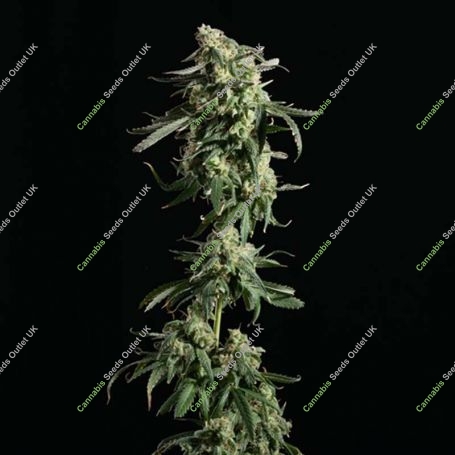 Girl Scout Cookies Auto Feminized Marijuana Strain by Blim Burn For Sale Online at Cannabis Seeds Outlet