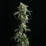 Girl Scout Cookies Auto Feminized Marijuana Strain by Blim Burn For Sale Online at Cannabis Seeds Outlet