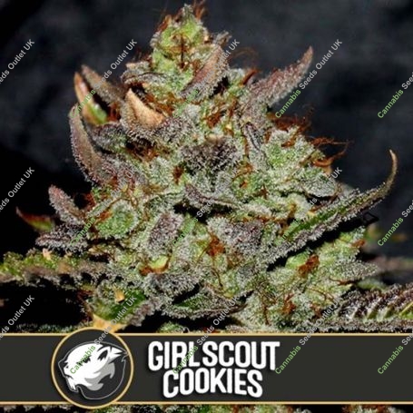 Girl Scout Cookies Feminized Marijuana Strain by Blim Burn For Sale Online at Cannabis Seeds Outlet