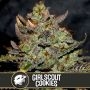 Girl Scout Cookies Feminized Marijuana Strain by Blim Burn For Sale Online at Cannabis Seeds Outlet