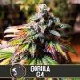 Gorilla Glue No.4 Female Blim Burn Cannabis Seeds