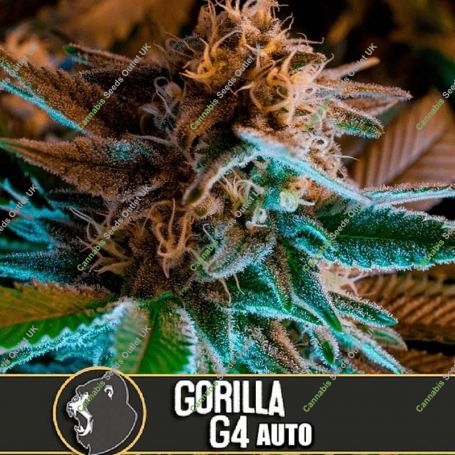 Gorilla G4 Auto Feminized Marijuana Strain by Blim Burn For Sale Online at Cannabis Seeds Outlet