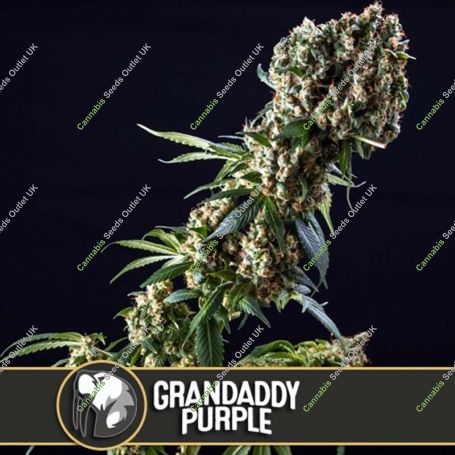Grandaddy Purple Feminized Marijuana Strain by Blim Burn For Sale Online at Cannabis Seeds Outlet