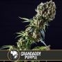 Grandaddy Purple Feminized Marijuana Strain by Blim Burn For Sale Online at Cannabis Seeds Outlet