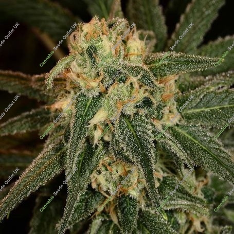 Green Crack Feminized Marijuana Strain by Blim Burn For Sale Online at Cannabis Seeds Outlet