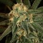 Green Crack Feminized Marijuana Strain by Blim Burn For Sale Online at Cannabis Seeds Outlet