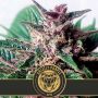 Grizzly Purple Auto Fem Blim Burn Cannabis Seeds