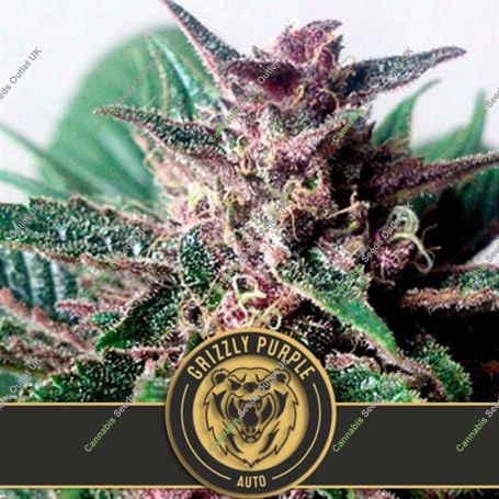 Grizzly Purple Auto Feminized Marijuana Strain by Blim Burn For Sale Online at Cannabis Seeds Outlet