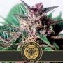 Grizzly Purple Auto Feminized Marijuana Strain by Blim Burn For Sale Online at Cannabis Seeds Outlet