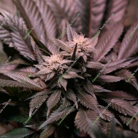 Grizzly Purple Kush Feminized Marijuana Strain by Blim Burn For Sale Online at Cannabis Seeds Outlet