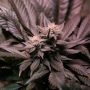 Grizzly Purple Kush Feminized Marijuana Strain by Blim Burn For Sale Online at Cannabis Seeds Outlet