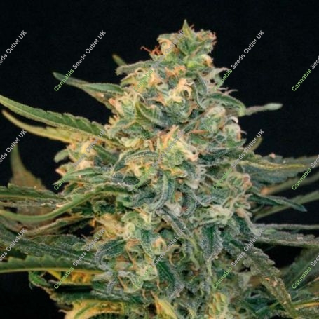 Guanabana Feminized Marijuana Strain by Blim Burn For Sale Online at Cannabis Seeds Outlet