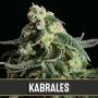 Kabrales Feminized Marijuana Strain by Blim Burn For Sale Online at Cannabis Seeds Outlet