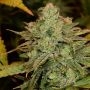 Kabrales Auto Feminized Marijuana Strain by Blim Burn For Sale Online at Cannabis Seeds Outlet