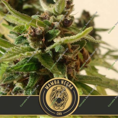 Mamba Negra Auto CBD Feminized Marijuana Strain by Blim Burn For Sale Online at Cannabis Seeds Outlet