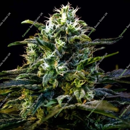 Mamba Negra Feminized Marijuana Strain by Blim Burn For Sale Online at Cannabis Seeds Outlet