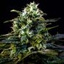Mamba Negra Feminized Marijuana Strain by Blim Burn For Sale Online at Cannabis Seeds Outlet