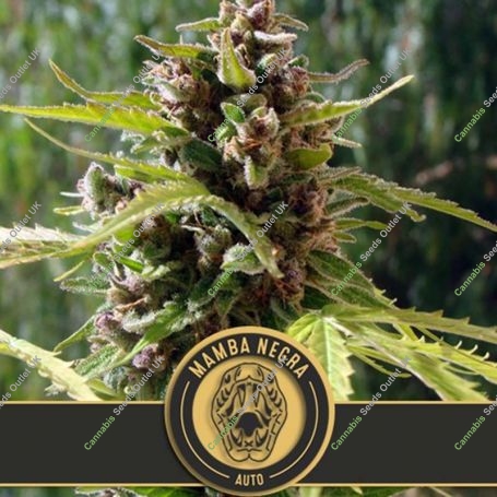 Mamba Negra Auto Feminized Marijuana Strain by Blim Burn For Sale Online at Cannabis Seeds Outlet
