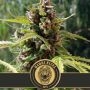 Mamba Negra Auto Feminized Marijuana Strain by Blim Burn For Sale Online at Cannabis Seeds Outlet