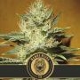 Mamba Negra CBD Feminized Marijuana Strain by Blim Burn For Sale Online at Cannabis Seeds Outlet