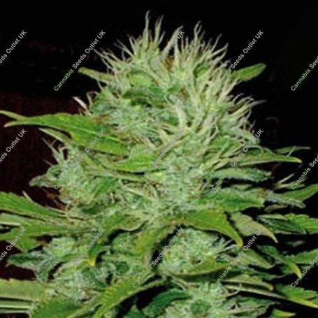 Mango Feminized Marijuana Strain by Blim Burn For Sale Online at Cannabis Seeds Outlet