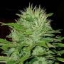 Mango Feminized Marijuana Strain by Blim Burn For Sale Online at Cannabis Seeds Outlet