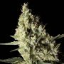 Narkosis Female Blim Burn Cannabis Seeds