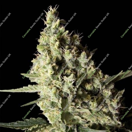 Narkosis Feminized Marijuana Strain by Blim Burn For Sale Online at Cannabis Seeds Outlet
