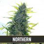 Northern Auto Female Blim Burn Cannabis Seeds