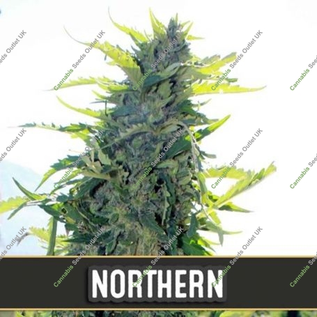 Northern Auto Feminized Marijuana Strain by Blim Burn For Sale Online at Cannabis Seeds Outlet