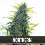 Northern Auto Feminized Marijuana Strain by Blim Burn For Sale Online at Cannabis Seeds Outlet