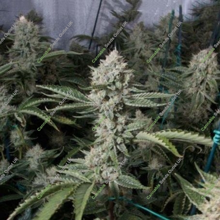 OGs Kush Feminized Marijuana Strain by Blim Burn For Sale Online at Cannabis Seeds Outlet