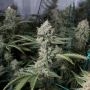 OGs Kush Feminized Marijuana Strain by Blim Burn For Sale Online at Cannabis Seeds Outlet