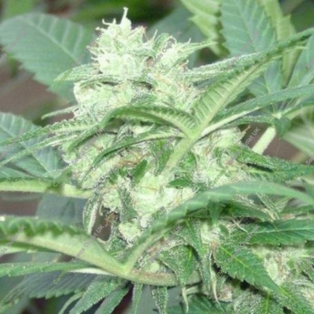 Orient Auto Feminized Marijuana Strain by Blim Burn For Sale Online at Cannabis Seeds Outlet