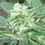 Orient Auto Feminized Marijuana Strain by Blim Burn For Sale Online at Cannabis Seeds Outlet