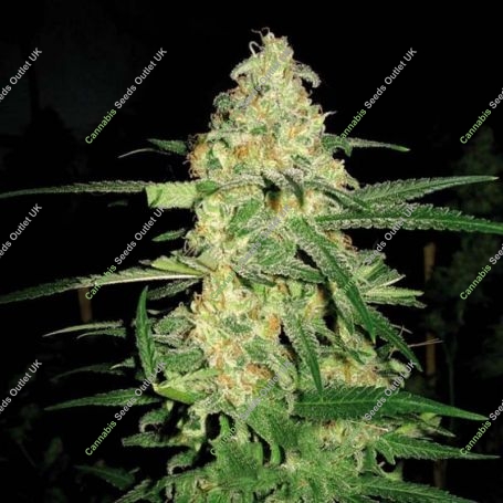 Orka Feminized Marijuana Strain by Blim Burn For Sale Online at Cannabis Seeds Outlet