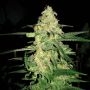 Orka Feminized Marijuana Strain by Blim Burn For Sale Online at Cannabis Seeds Outlet