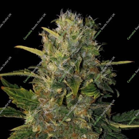 Santa Muerte Feminized Marijuana Strain by Blim Burn For Sale Online at Cannabis Seeds Outlet