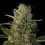 Santa Muerte Feminized Marijuana Strain by Blim Burn For Sale Online at Cannabis Seeds Outlet